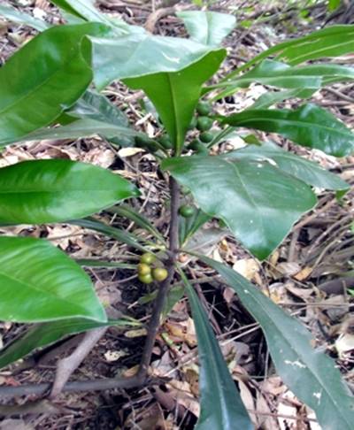 Descri��o: C:\Users\Josu�\Documents\Helton\Pagina Colecionandofrutas\0-nativas\0-novas\clavijanutans_arquivos\image001.jpg