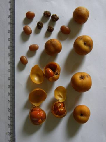 Descri��o: C:\Users\Josu�\Documents\Helton\Pagina Colecionandofrutas\0-nativas\0-novas\clavijanutans_arquivos\image002.jpg