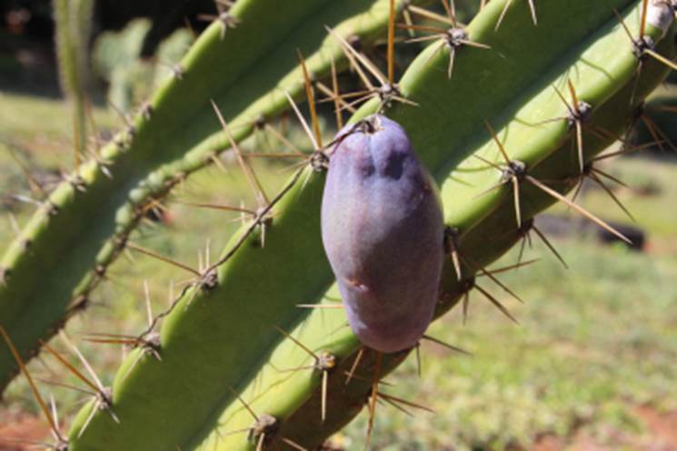 MANDACARÚ DA PRAIA (Cereus fernambucensis)