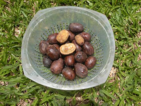 Descri��o: C:\Users\Josu�\Documents\Helton\Pagina Colecionandofrutas\0-nativas\endopheurauchi_arquivos\image002.jpg