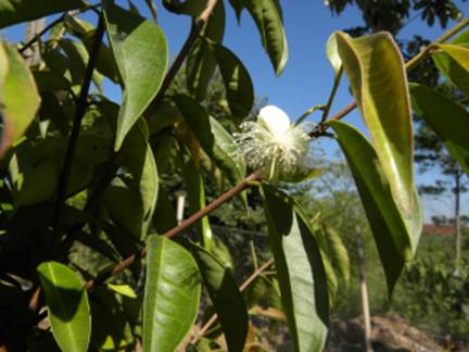 Descri��o: C:\Users\Josu�\Documents\Helton\Pagina Colecionandofrutas\0-nativas\eugeniacuprea_arquivos\image001.jpg