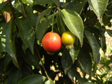 Descri��o: C:\Users\Josu�\Documents\Helton\Pagina Colecionandofrutas\0-nativas\eugeniacuprea_arquivos\image002.jpg