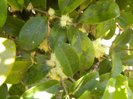 Descri��o: Descri��o: C:\Users\Josu�\Documents\Helton\Pagina Colecionandofrutas\0-nativas\0-novas\eugeniarotundifolia_arquivos\image001.jpg