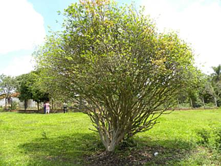 Descri��o: image001