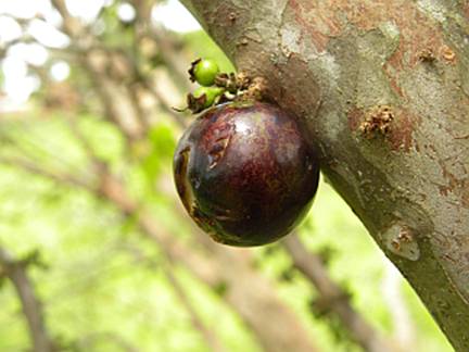 Descri��o: image002