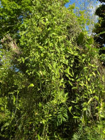 MARACUJÁ-ASA-DE-MORCEGO (Passiflora misera)