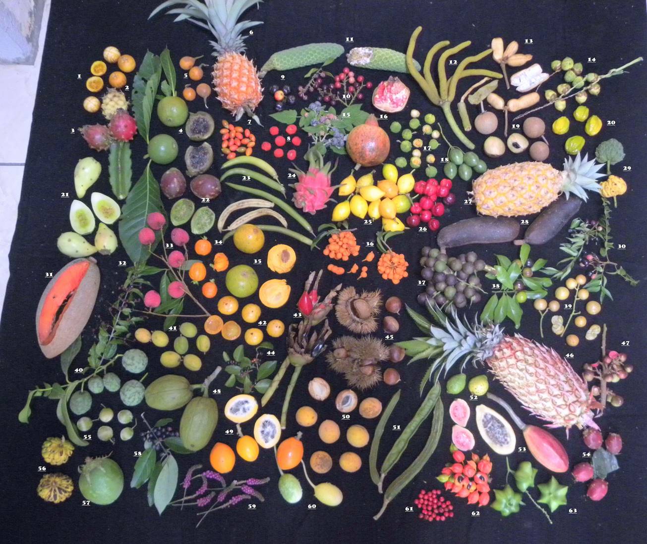 Descri��o: Descri��o: C:\Users\Josu�\Documents\Fotos de Minhas Frutas\Eduardo\Nova pasta\Posterfrutas3.jpg