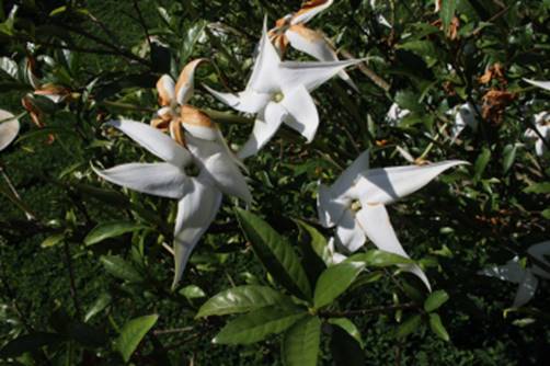 GUAZUTIBAIM (Rosenbergiodendron longiflorum)