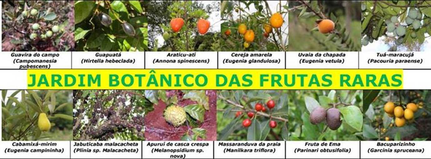 https://www.colecionandofrutas.com.br/anacardiaceaeae_arquivos/image001.jpg