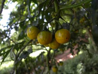 Sarzedo Ecologia: Juá (Solanum aculeatissimum)