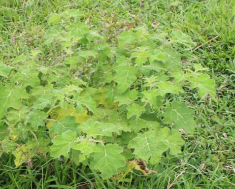 Melancia-da-praia (Solanum capsicoides)