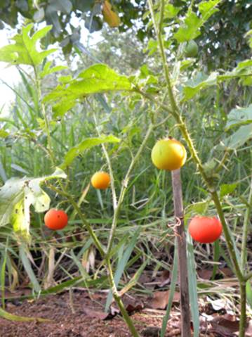 JOÁ VERMELHO (solanum ciliatum)