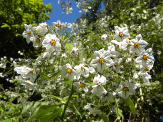 Planeta Unaí - JUÁ (Solanum aculeatissimum) Fruto (*não comestível