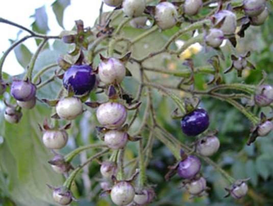 Planeta Unaí - JUÁ (Solanum aculeatissimum) Fruto (*não comestível