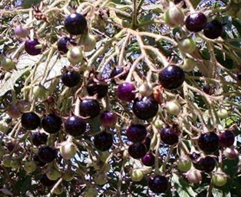 Planeta Unaí - JUÁ (Solanum aculeatissimum) Fruto (*não comestível