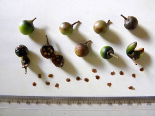 Planeta Unaí - JUÁ (Solanum aculeatissimum) Fruto (*não comestível