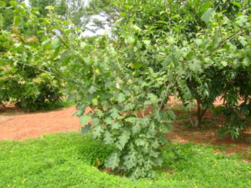 Sarzedo Ecologia: Juá (Solanum aculeatissimum)