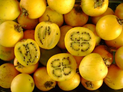 Sarzedo Ecologia: Juá (Solanum aculeatissimum)