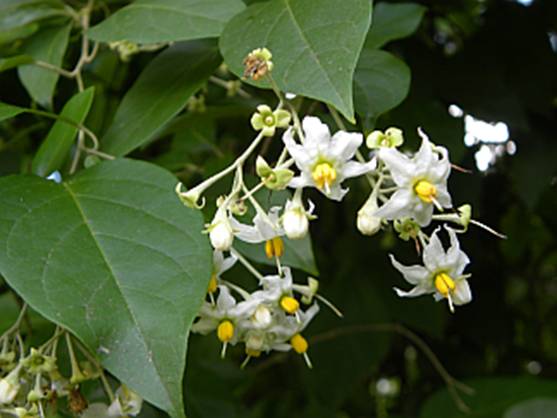 Sarzedo Ecologia: Juá (Solanum aculeatissimum)