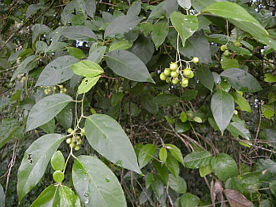 Sarzedo Ecologia: Juá (Solanum aculeatissimum)