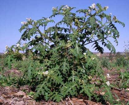 Canto Flora - Espaço de Biodiversidade - Joá- Mata-cavalo (Solanum