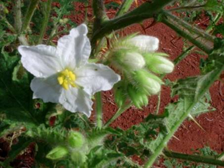 Sementes De Arrebenta Cavalo Joa Bravo Solanum Palinacanthum