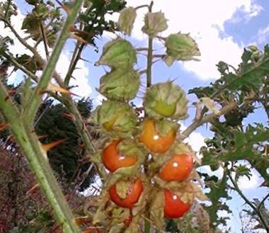 JUCIRÍ (Solanum sisymbrifolium)