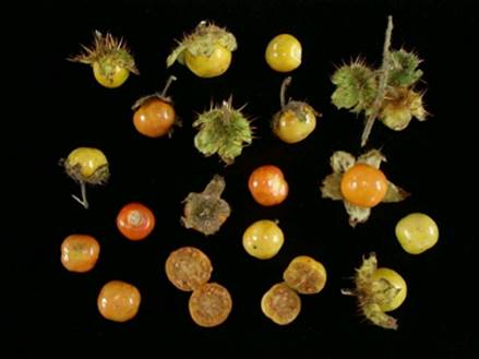 Canto Flora - Espaço de Biodiversidade - Joá- Mata-cavalo (Solanum