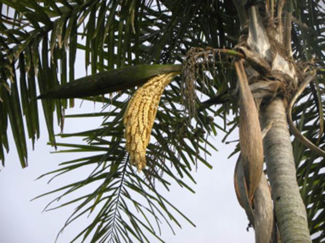 Sorveteria Florestal em COQUINHOS