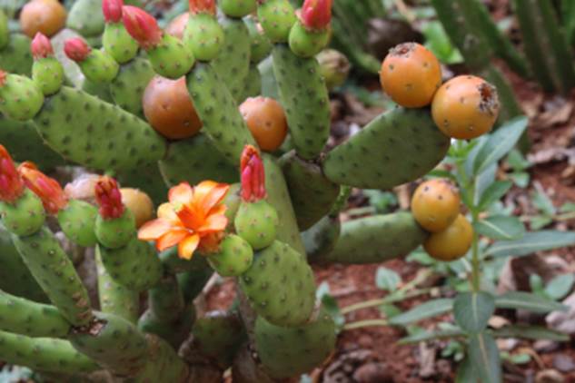 Frutas e verduras

Descri��o gerada automaticamente